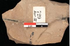 Foto (Detailansicht) von Betula dryadum Brongniart (NHMW-GEO-2024-0188-0729)